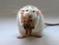 Tiny rat cuddling an even tinier teddy bear