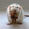 Tiny rat clutching a teddy bear, oddly wholesome