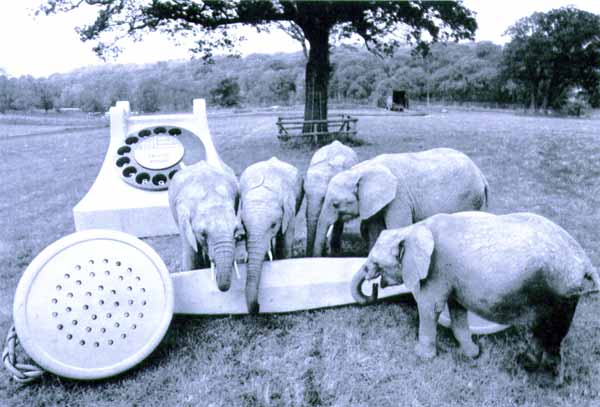 Elephants investigate a giant novelty telephone sculpture