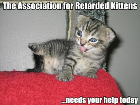 Derpy kitten meme, classic forum humor throwback