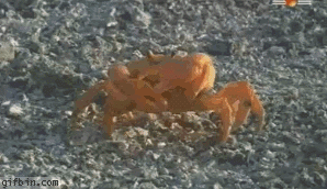 Random crab meme from a forgotten forum thread