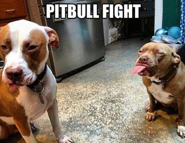 Classic pitbull fight meme, forum humor throwback