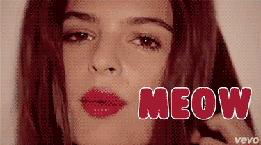 Meow gif reaction, classic forum humor moment