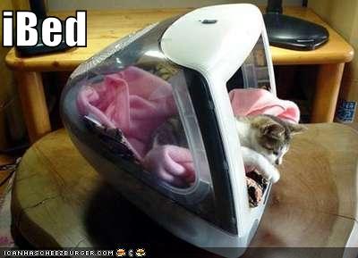 Kitten naps inside a hollowed-out iMac bed
