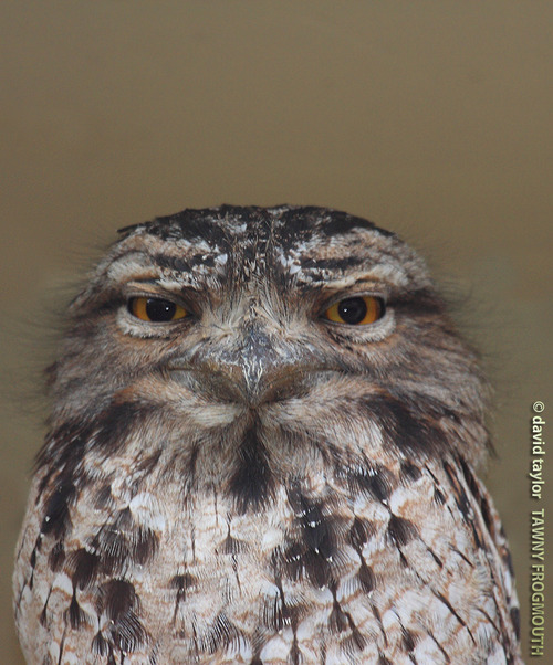 Tawny frogmouth's intense stare from an old forum post