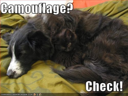 Cat perfectly camouflaged in fluffy dog's fur