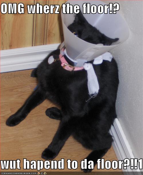 Cone-of-shame cat questions the very existence of floors