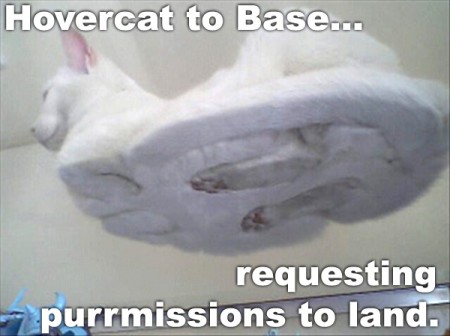 Hovercat requesting purrmissions to land