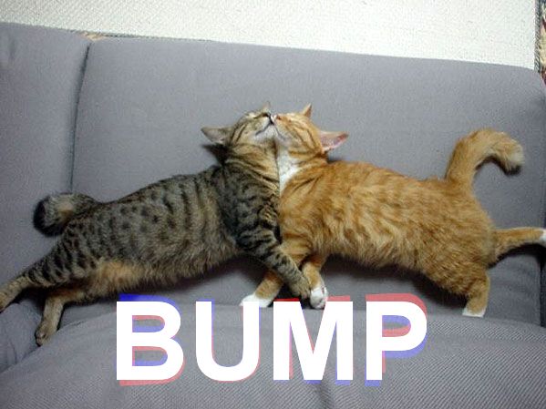 Two cats headbutting, classic forum bump meme