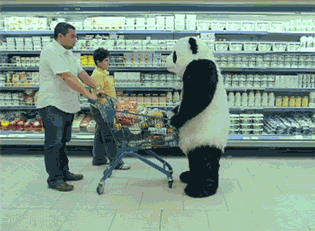 Panda joins the grocery run, classic forum meme