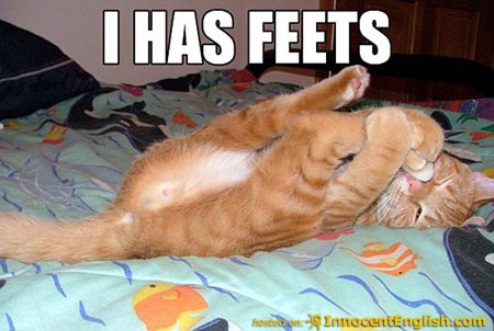 Classic LOLcat: 'I Has Feets' forum-era humor