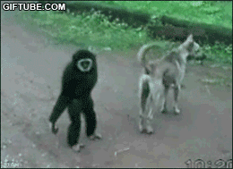 Gibbon and dog doing their funky dance duet