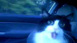 Startled cat caught mid-meow in the car
