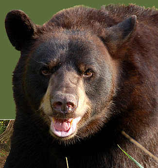 Random bear close-up posted in an old thread