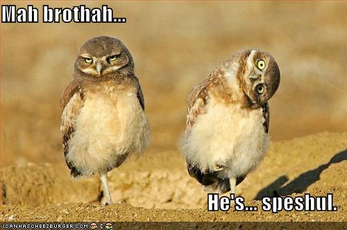 Owl bros: one judgmental, one derpy and speshul